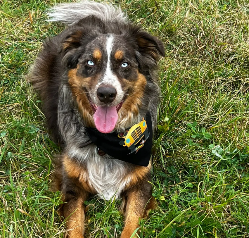 Tierschutzhunde-Training