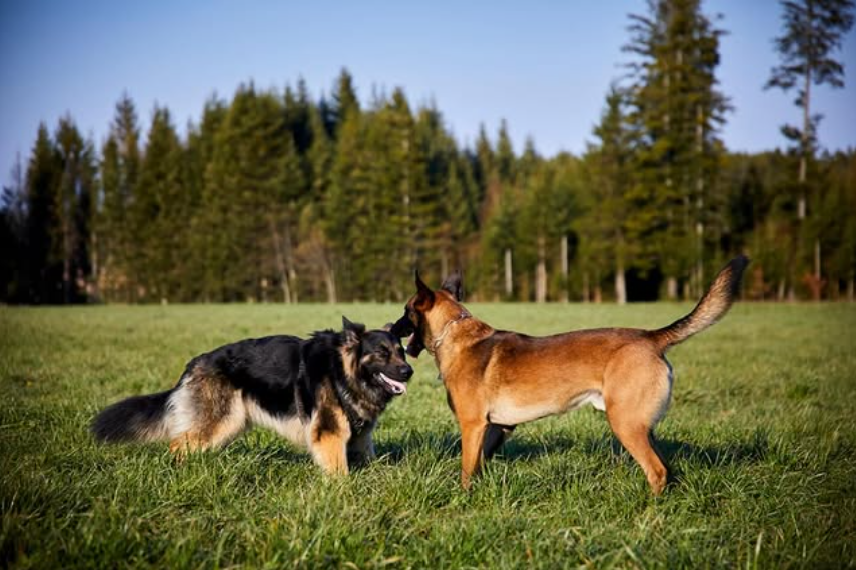 Training bei Problemverhalten